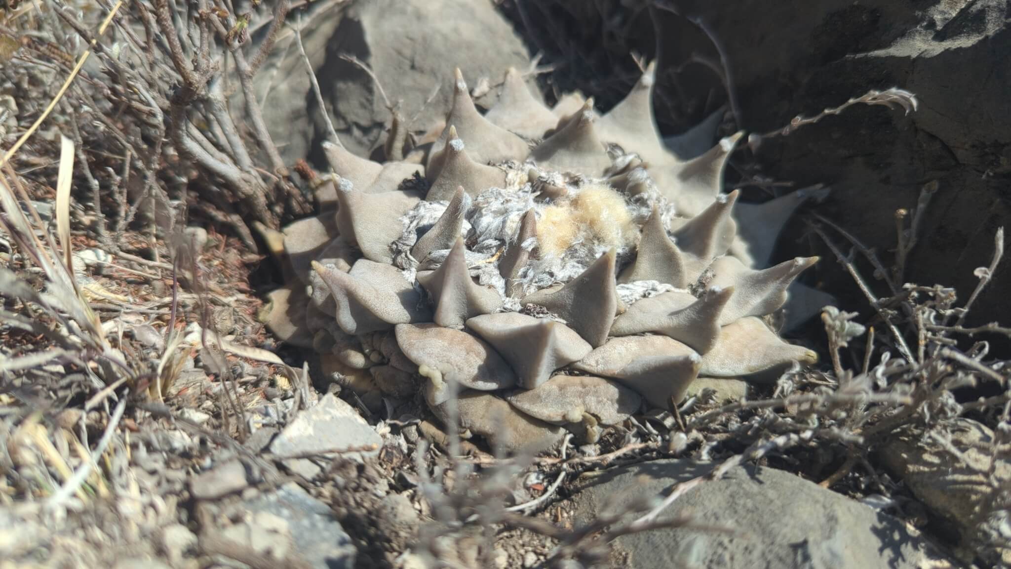 Ariocarpus retusus